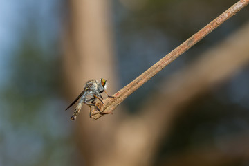 Asilidae Robber fly eats tint beetle on branch