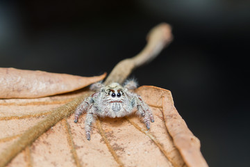 Macro Shot Of Jumping Spider Lovely big eyes