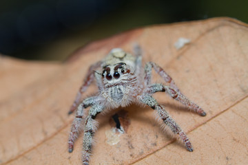 Macro Shot Of Jumping Spider Lovely big eyes