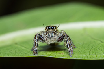 Macro Shot Of Jumping Spider Lovely big eyes