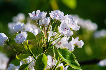 Blooming spring garden