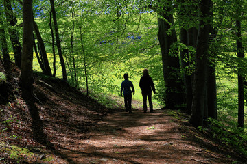 beautiful landscape in the Black Forest in Germany