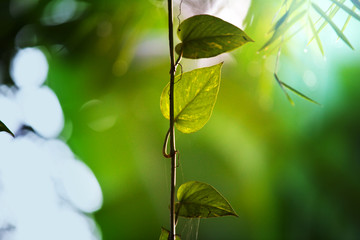 Green leaves