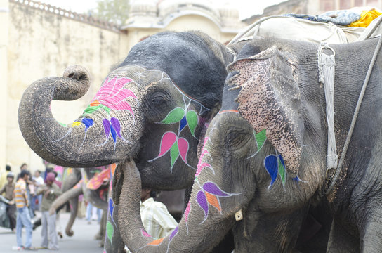 colorful elephants , festival , Jaipur, Rajasthan, India