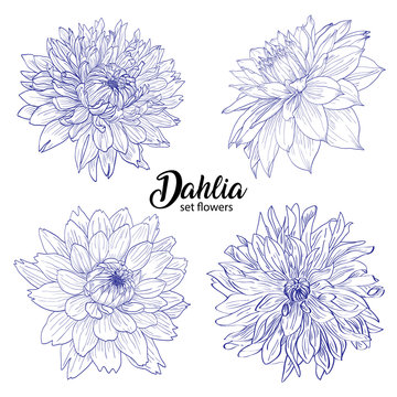 Pencil sketch hand drawn set Dahlia flowers. Sketching vector flowers illustration isolated on white background. 