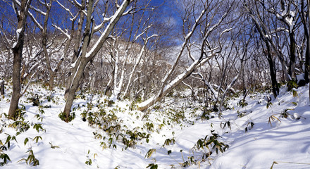 Snow in the forest Noboribetsu onsen snow winter