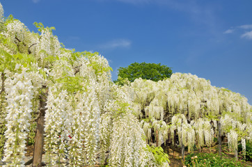満開の白藤の花