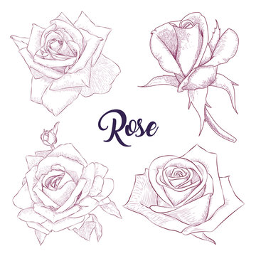 Pencil sketch hand drawn set Rose flowers. Sketching vector flowers illustration isolated on white background.