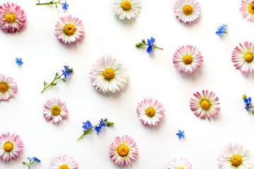Spring camomile flowers pattern