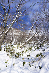 Snow in the forest Noboribetsu onsen snow winter