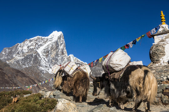 Yaks carrying goods in the Himalayas in Nepal on the way to Ever