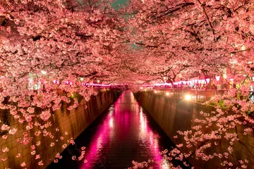 Peel and stick wall murals Tokyo Cherry Blossoms at night in Tokyo