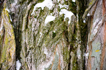 bark