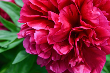 Big red peony blooming in the spring. The idea for greeting cards. Close-up.