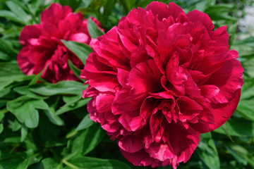 Two big red peony blooming in spring on background of green leaves. The idea for greeting cards. Close-up.