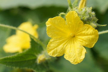 cucumber