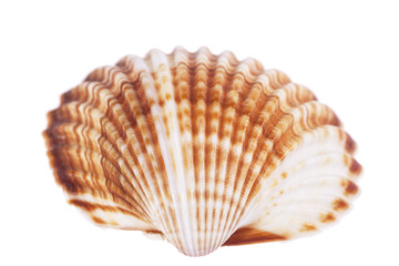 single sea shell of  mollusk isolated on white background
