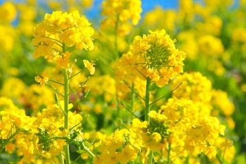 Fototapeta premium 菜の花