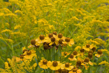 Sonnenbraut und Goldrute