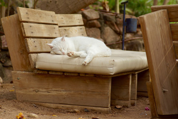 Sleeping Cat Near Seashore in Eilat, Israel