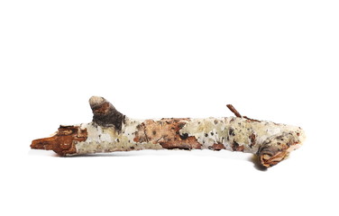 dry rotten branch with lichen isolated on white background