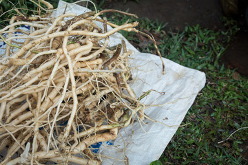 Herb roots (washing roots)