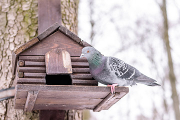 bird