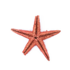 Dried decorational star fish isolated