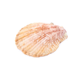 Sea shell isolated