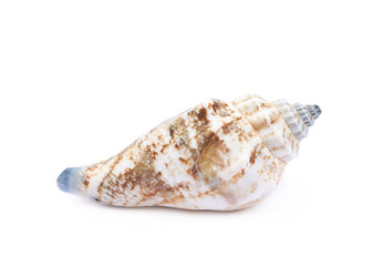 Sea shell isolated