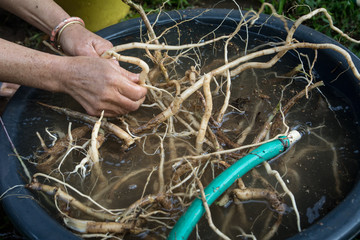 Herb roots (washing roots)