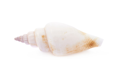 Sea shell isolated