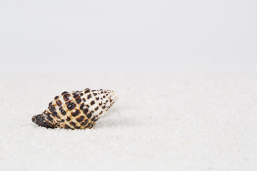 Beach shell in white sand like a beautiful vacation background