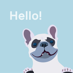 French Bulldog close-up with inscription - hello. Vector illustration of a dog greets