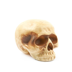 Human skull resin replica isolated