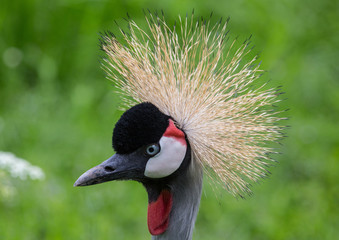 Head view of an asian crown crane