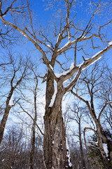 Fototapeta na wymiar 雪の中、青空と太陽を背景に立つ落葉した広葉樹