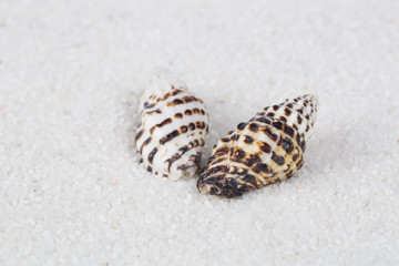 Beach shell in white sand like a beautiful vacation background