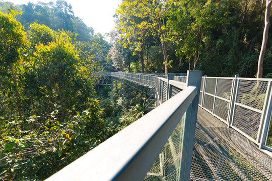 The Canopy walkway, Queen Sirikit Botanic Garden