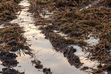 Harvested wet farm texture for blur background