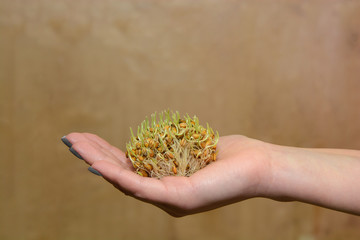 Sprouted wheat grain in hands