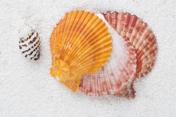 Beach shell in white sand like a beautiful vacation background