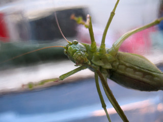 grasshopper
