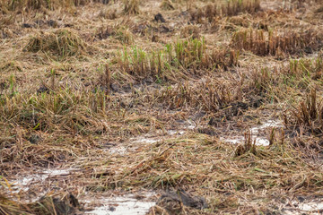 Harvested wet farm texture for blur background