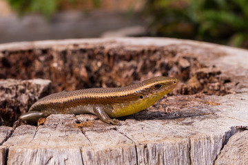 Common garden skink