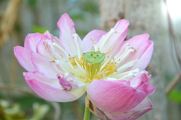 sacred lotus lily water flower blooming in garden