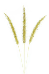 Fototapeta premium Dry mission Grass isolated on white background.Feather Pennisetu