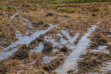 Harvested wet farm texture for blur background