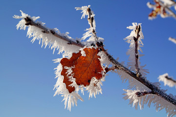 Detail of a tree covered with hoarfrost in winter