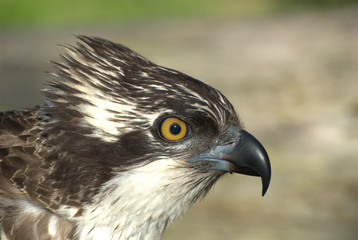 Fischadleraugen